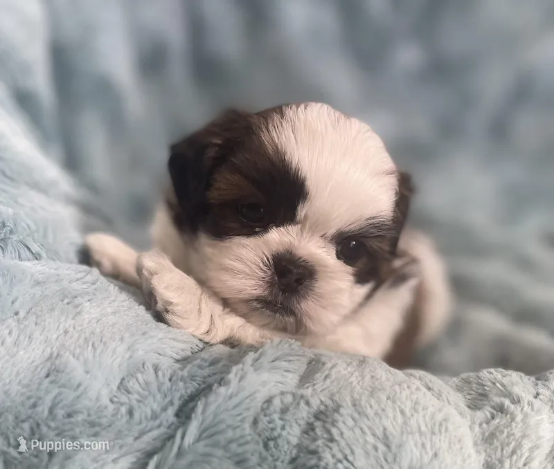 Winston  – Shih Tzu puppy for sale in Gallatin, MO