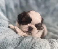 Winston , a male Shih Tzu for sale in Gallatin, MO – Photo 2 of 10