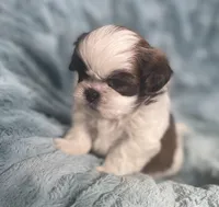 Winston , a male Shih Tzu for sale in Gallatin, MO – Photo 9 of 10