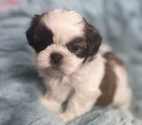 Winston , a male Shih Tzu for sale in Gallatin, MO – Photo 10 of 10