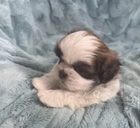 Winston , a male Shih Tzu for sale in Gallatin, MO – Photo 6 of 10