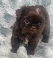 Ian / imperial, a male Shih Tzu for sale in Gallatin, MO – 4 of 8