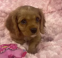 Sparkle , a female Cavalier King Charles Spaniel for sale in Gallatin, MO – 8 of 8