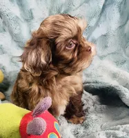 Ace , a male Shih Tzu for sale in Gallatin, MO – 5 of 10