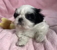 Pearly, a female Shih Tzu for sale in Gallatin, MO – Photo 1 of 9