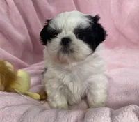 Pearly, a female Shih Tzu for sale in Gallatin, MO – Photo 7 of 9