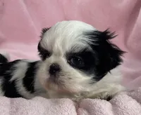 Pearly, a female Shih Tzu for sale in Gallatin, MO – Photo 8 of 9