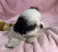 Pearly, a female Shih Tzu for sale in Gallatin, MO – Photo 3 of 9