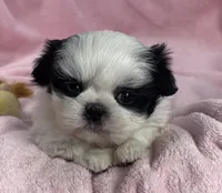 Pearly, a female Shih Tzu for sale in Gallatin, MO – Photo 2 of 9