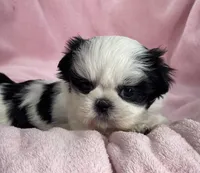 Pearly, a female Shih Tzu for sale in Gallatin, MO – Photo 9 of 9