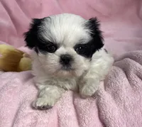 Pearly, a female Shih Tzu for sale in Gallatin, MO – Photo 4 of 9