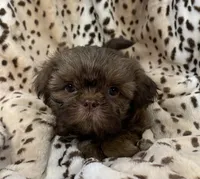 Winston, a male Shih Tzu for sale in Gallatin, MO – 10 of 10