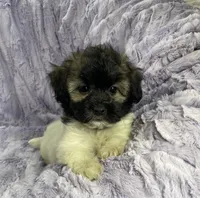 Sprocket , a  Shih Tzu and Poodle - Miniature  for sale in Gallatin, MO – 3 of 5