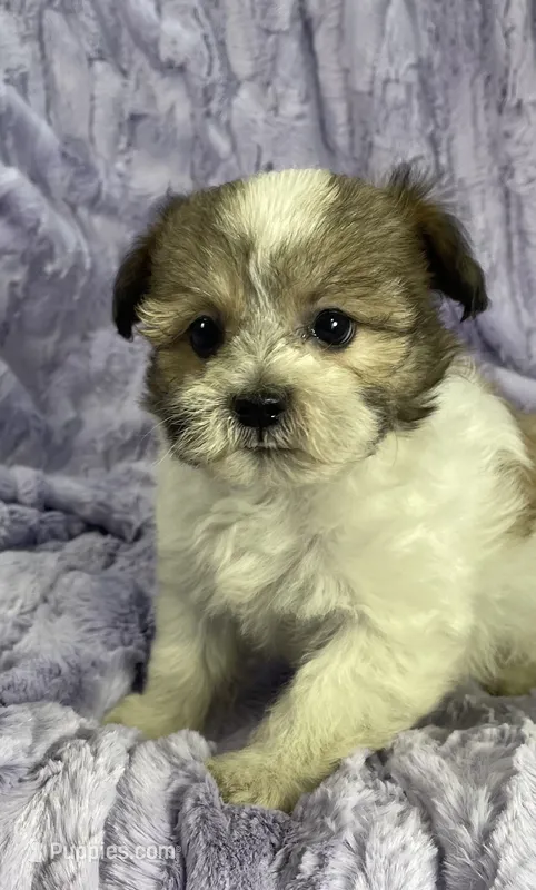 Cody, a male Shih Tzu and Poodle - Miniature  for sale in Gallatin, MO – 1 of 4