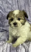 Cody, a male Shih Tzu and Poodle - Miniature  for sale in Gallatin, MO – 1 of 4