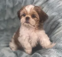 Jasper, a male Shih Tzu for sale in Gallatin, MO – 2 of 10