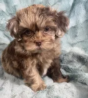 Ace , a male Shih Tzu for sale in Gallatin, MO – 2 of 10