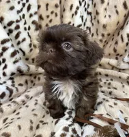 Charm, a female Shih Tzu for sale in Gallatin, MO – 2 of 10