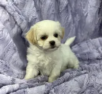 Spring, a female Bichon Frise and Shih Tzu for sale in Gallatin, MO – Photo 9 of 10