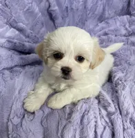 Spring, a female Bichon Frise and Shih Tzu for sale in Gallatin, MO – Photo 5 of 10