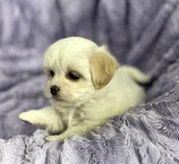 Spring, a female Bichon Frise and Shih Tzu for sale in Gallatin, MO – Photo 10 of 10