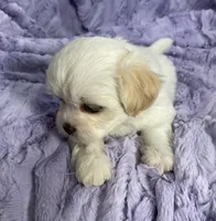 Spring, a female Bichon Frise and Shih Tzu for sale in Gallatin, MO – Photo 2 of 10