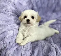 Spring, a female Bichon Frise and Shih Tzu for sale in Gallatin, MO – Photo 4 of 10