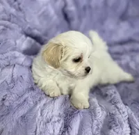 Spring, a female Bichon Frise and Shih Tzu for sale in Gallatin, MO – Photo 3 of 10