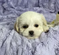 Spring, a female Bichon Frise and Shih Tzu for sale in Gallatin, MO – Photo 8 of 10