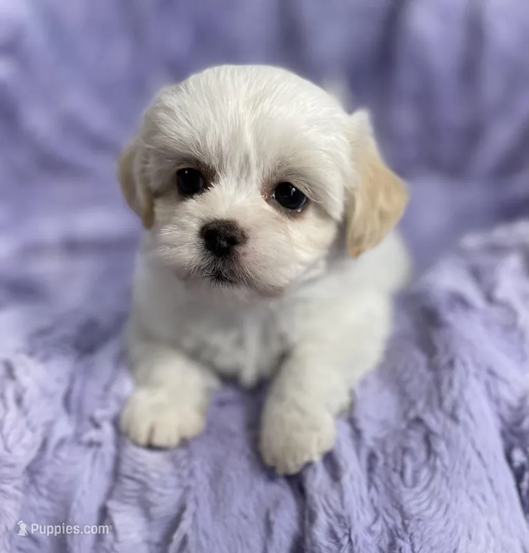 Spring – Bichon Frise, Shih Tzu puppy for sale in Gallatin, MO