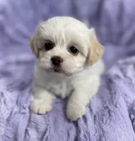 Spring, a female Bichon Frise and Shih Tzu for sale in Gallatin, MO – Photo 1 of 10