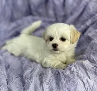 Spring, a female Bichon Frise and Shih Tzu for sale in Gallatin, MO – Photo 6 of 10