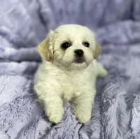 Spring, a female Bichon Frise and Shih Tzu for sale in Gallatin, MO – Photo 7 of 10