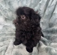 Jet / solid black, a male Shih Tzu for sale in Gallatin, MO – 6 of 10