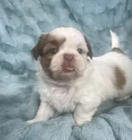 Rocky, a male Shih Tzu for sale in Gallatin, MO – 7 of 10