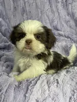 Rosie, a female Shih Tzu for sale in Gallatin, MO – 1 of 2