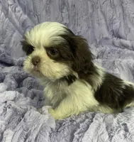 Rosie, a female Shih Tzu for sale in Gallatin, MO – 2 of 2