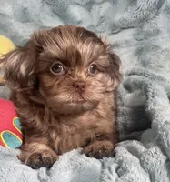 Ace , a male Shih Tzu for sale in Gallatin, MO – 8 of 10