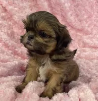 Spice, a female Shih Tzu for sale in Gallatin, MO – 7 of 9