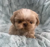 Willy, a male Shih Tzu for sale in Gallatin, MO – 5 of 10