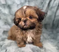 Quincy, a male Shih Tzu for sale in Gallatin, MO – 2 of 10