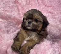 Spice, a female Shih Tzu for sale in Gallatin, MO – 2 of 9