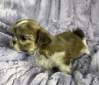 Daisy 🌼, a female Shih Tzu for sale in Gallatin, MO – 4 of 8