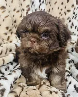 Jax, a male Shih Tzu for sale in Gallatin, MO – 3 of 9