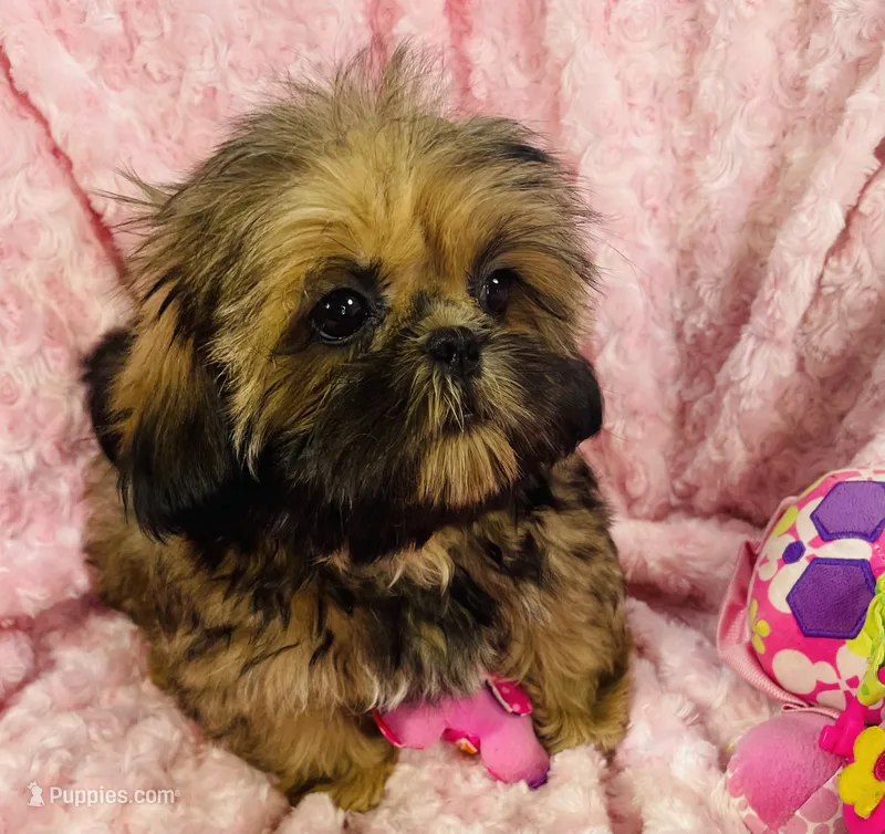 Rosie – Shih Tzu puppy for sale in Gallatin, MO
