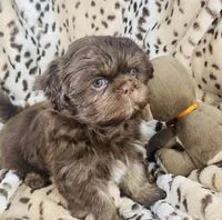 Jax, a male Shih Tzu for sale in Gallatin, MO – 2 of 9