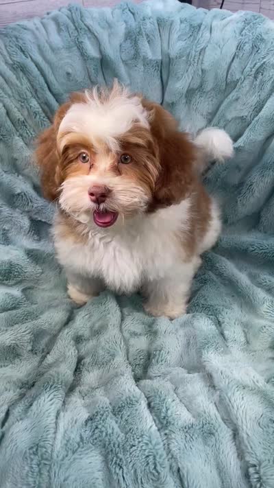 Spencer, a male Shih Tzu and Poodle - Toy  for sale in Gallatin, MO – 10 of 10