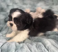 Tux , a male Shih Tzu for sale in Gallatin, MO – 2 of 9
