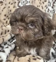Jax, a male Shih Tzu for sale in Gallatin, MO – 5 of 9
