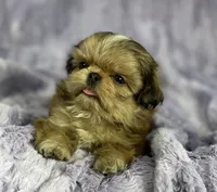 Flower🌸, a female Shih Tzu for sale in Gallatin, MO – 1 of 10